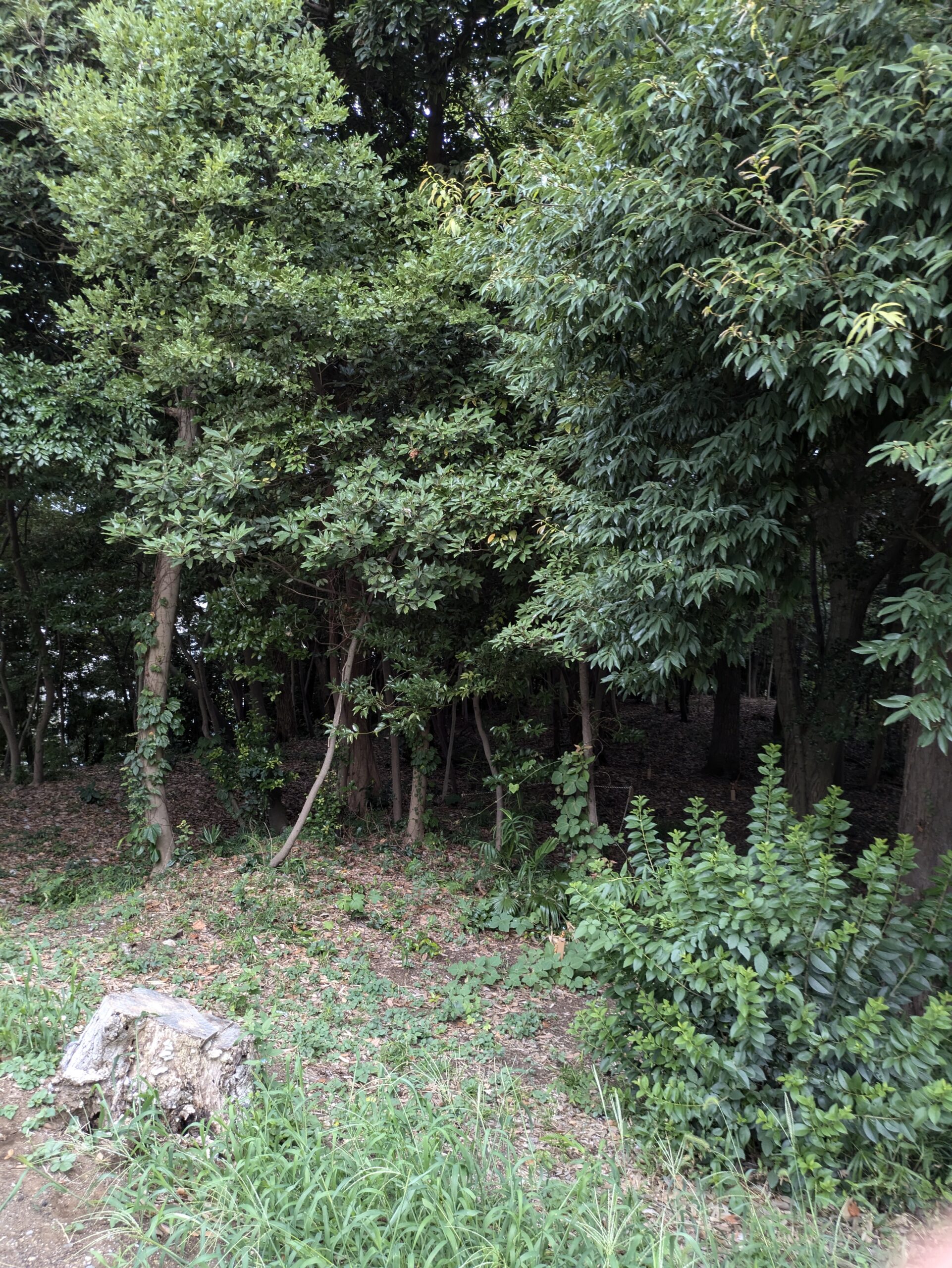 船橋の地形