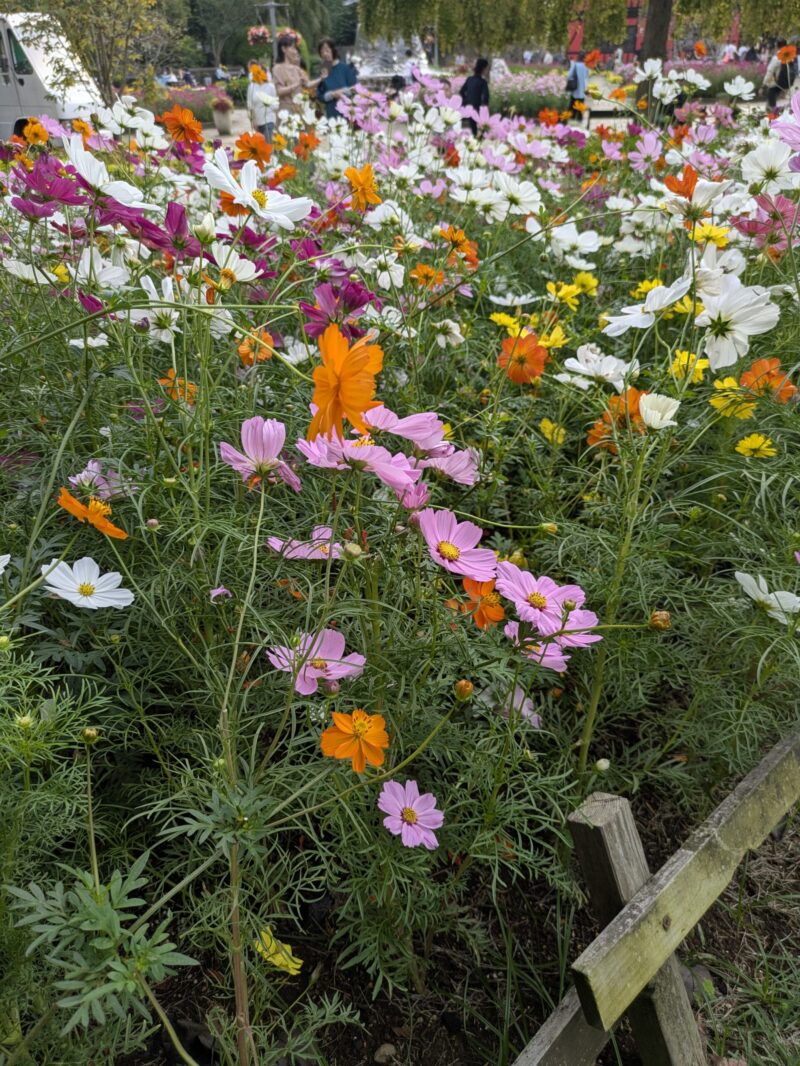 船橋アンデルセン公園　メルヘンの丘　コスモス