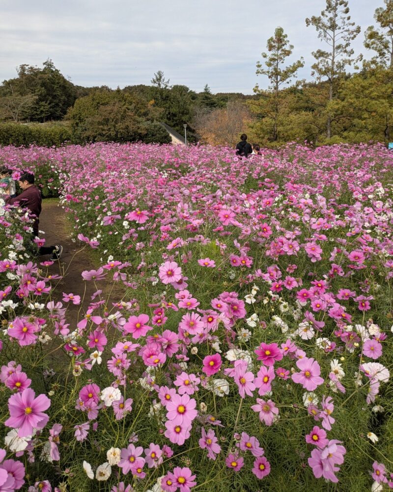 船橋アンデルセン公園　花の迷路